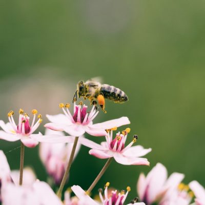 shallow focus photography of bee on flower
